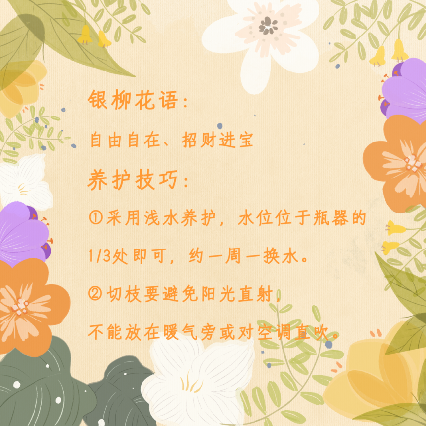 年宵花怎么选？购养全攻略收好！