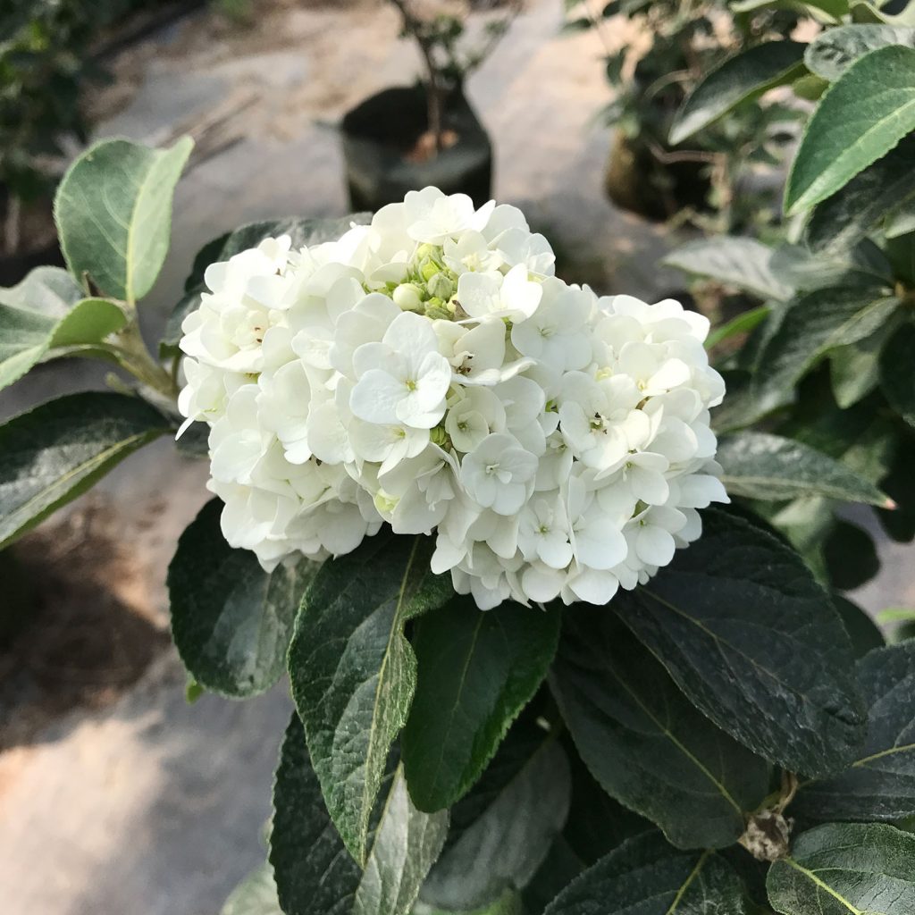 中华木绣球