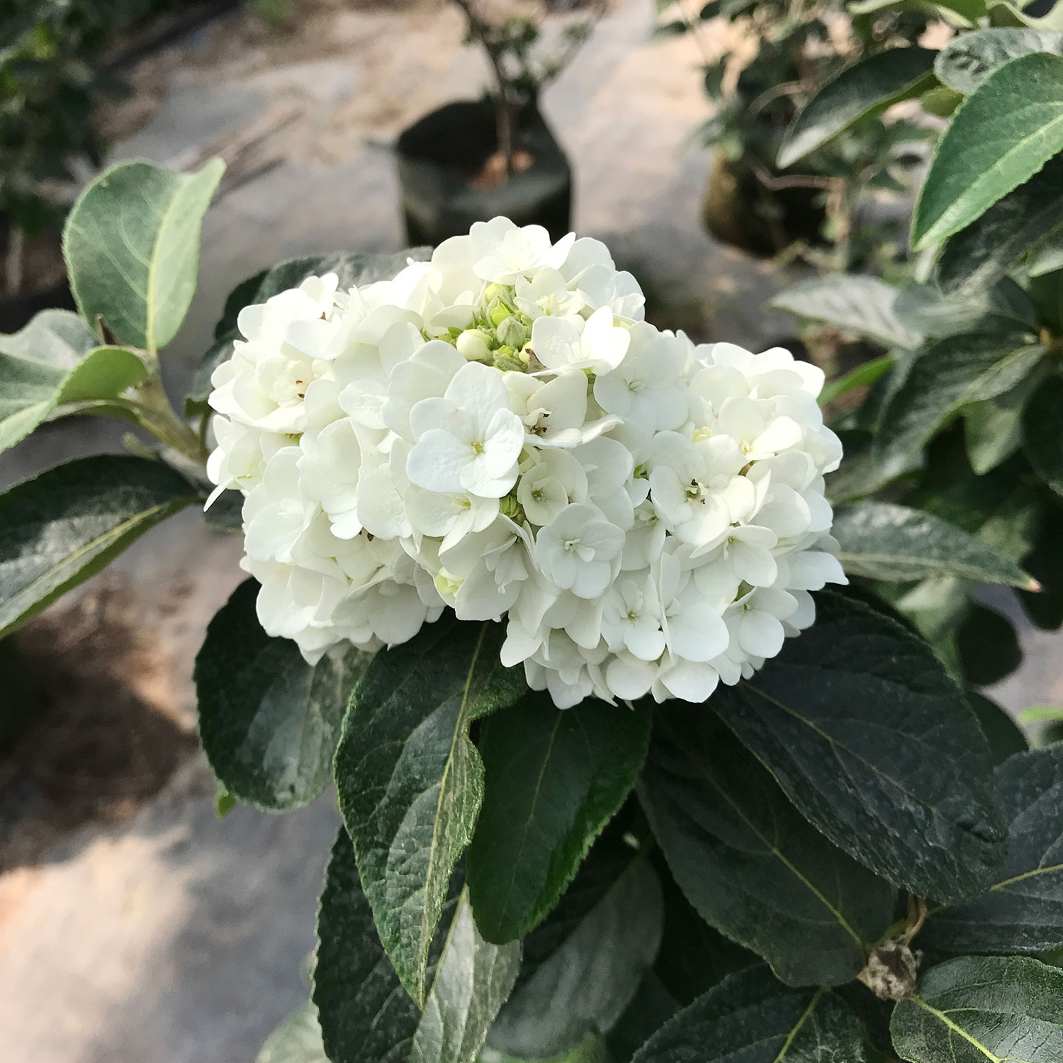 中国 算木花入　f2250224 1308.jpg