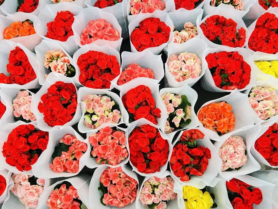 临夏花卉市场红红火火，这抹春色，你值得拥有