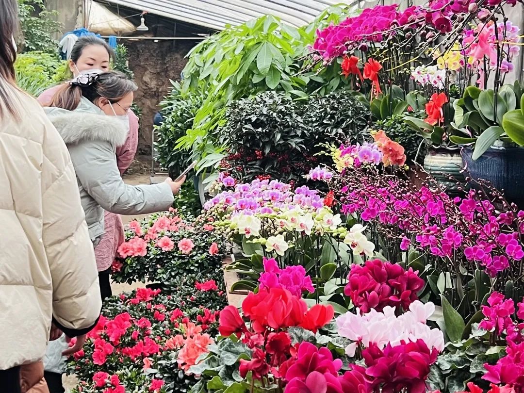 临夏花卉市场红红火火，这抹春色，你值得拥有