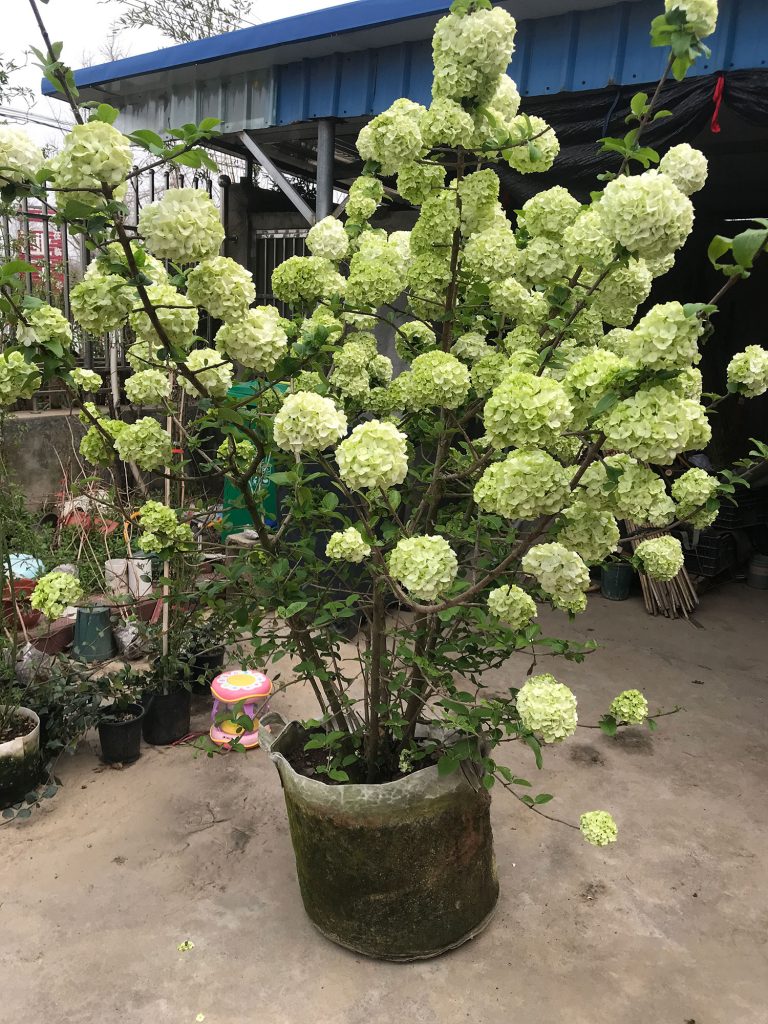 中华木绣球
