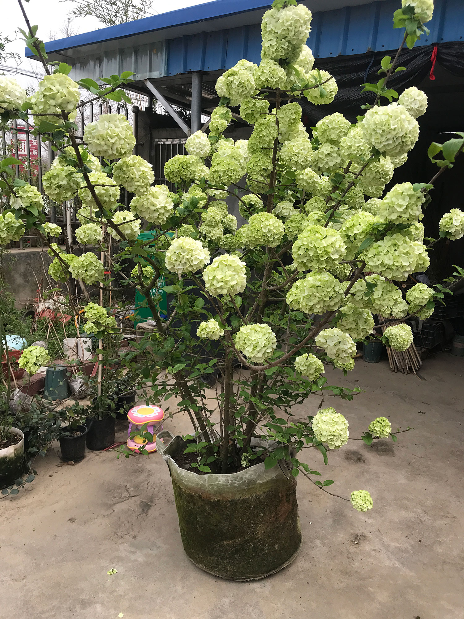 中国 算木花入 f2250224 如何提高中华木绣球开花质量和数量呢?_花卉网