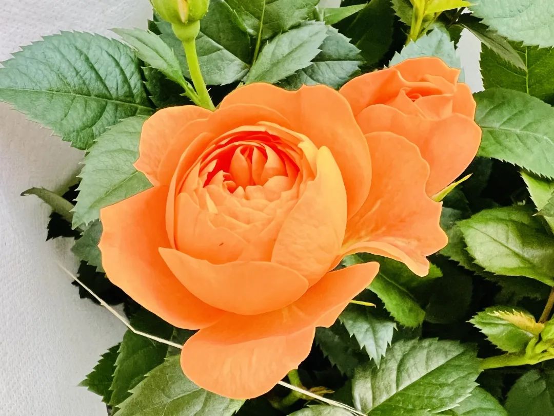临夏花卉市场红红火火，这抹春色，你值得拥有