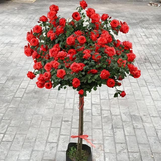 树状月季 花姿优雅大气，花色娇艳可爱，养护轻松