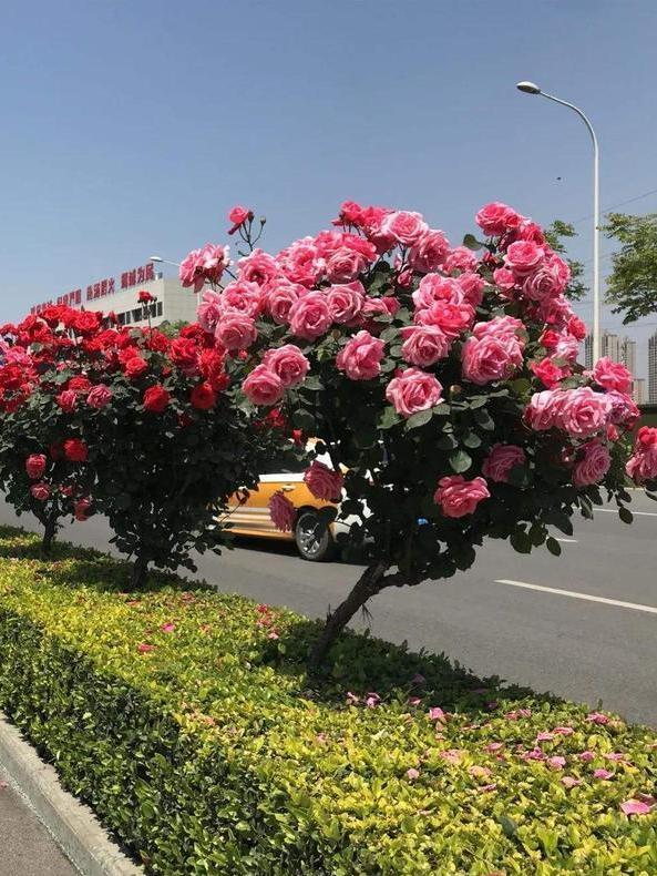 树状月季 花姿优雅大气，花色娇艳可爱，养护轻松