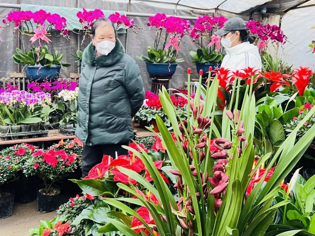 临夏花卉市场红红火火，这抹春色，你值得拥有