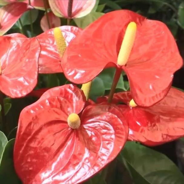 「新春走基层·节前看市场」春节将近 花卉绿植销售旺季将到来