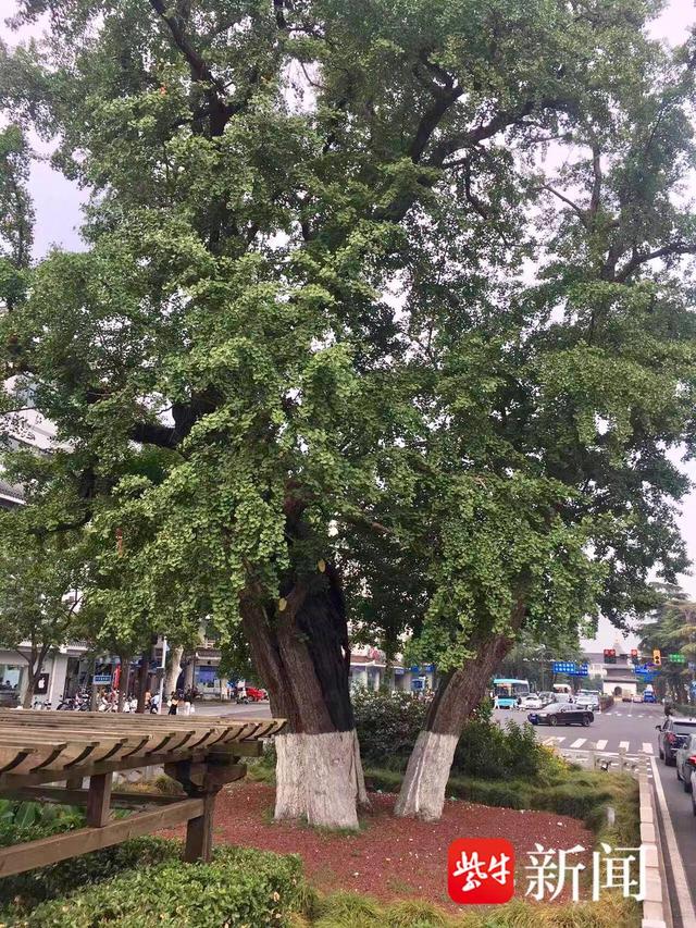 扬州出台树木保护管理严规，叫停“断头”“截干”式修剪