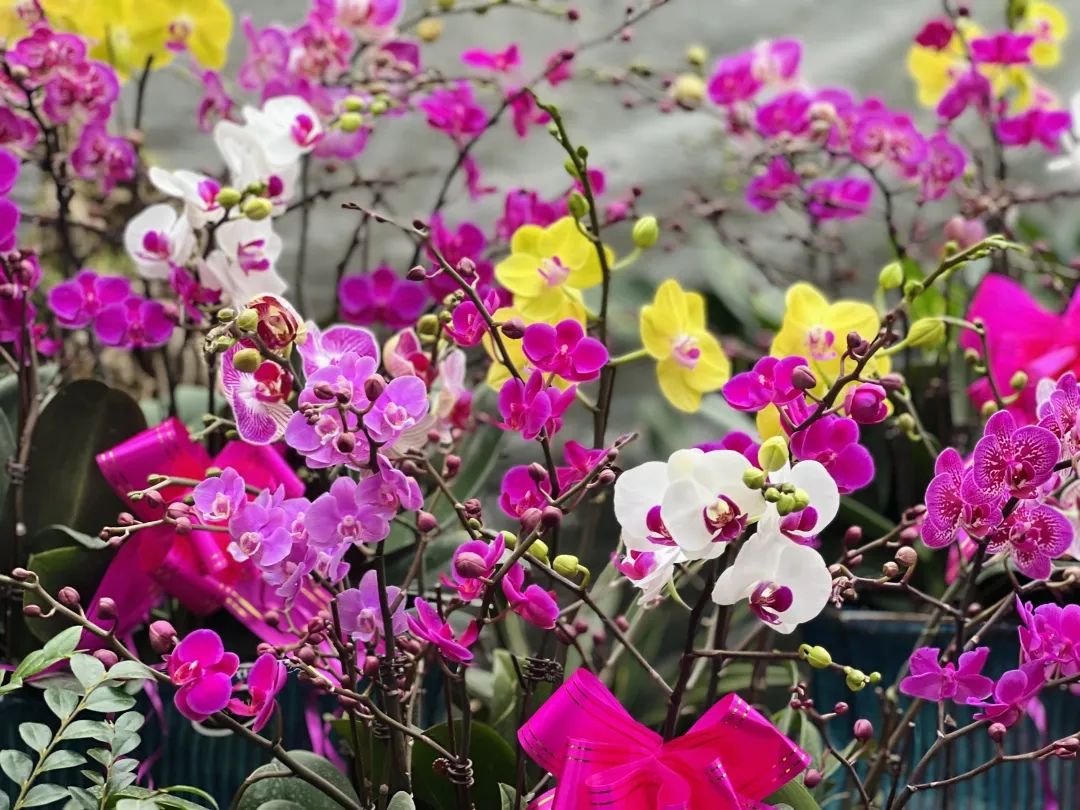 临夏花卉市场红红火火，这抹春色，你值得拥有