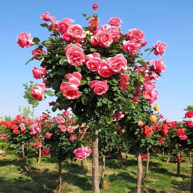 树状月季 花姿优雅大气，花色娇艳可爱，养护轻松