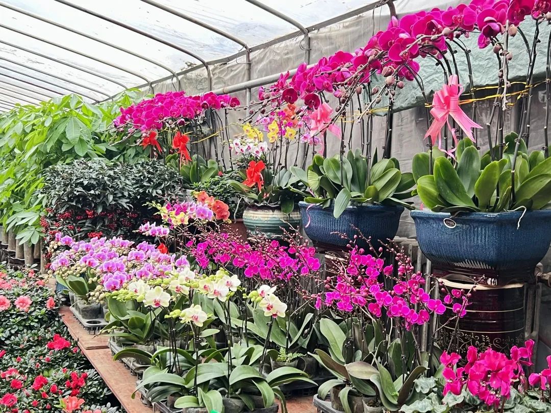 临夏花卉市场红红火火，这抹春色，你值得拥有