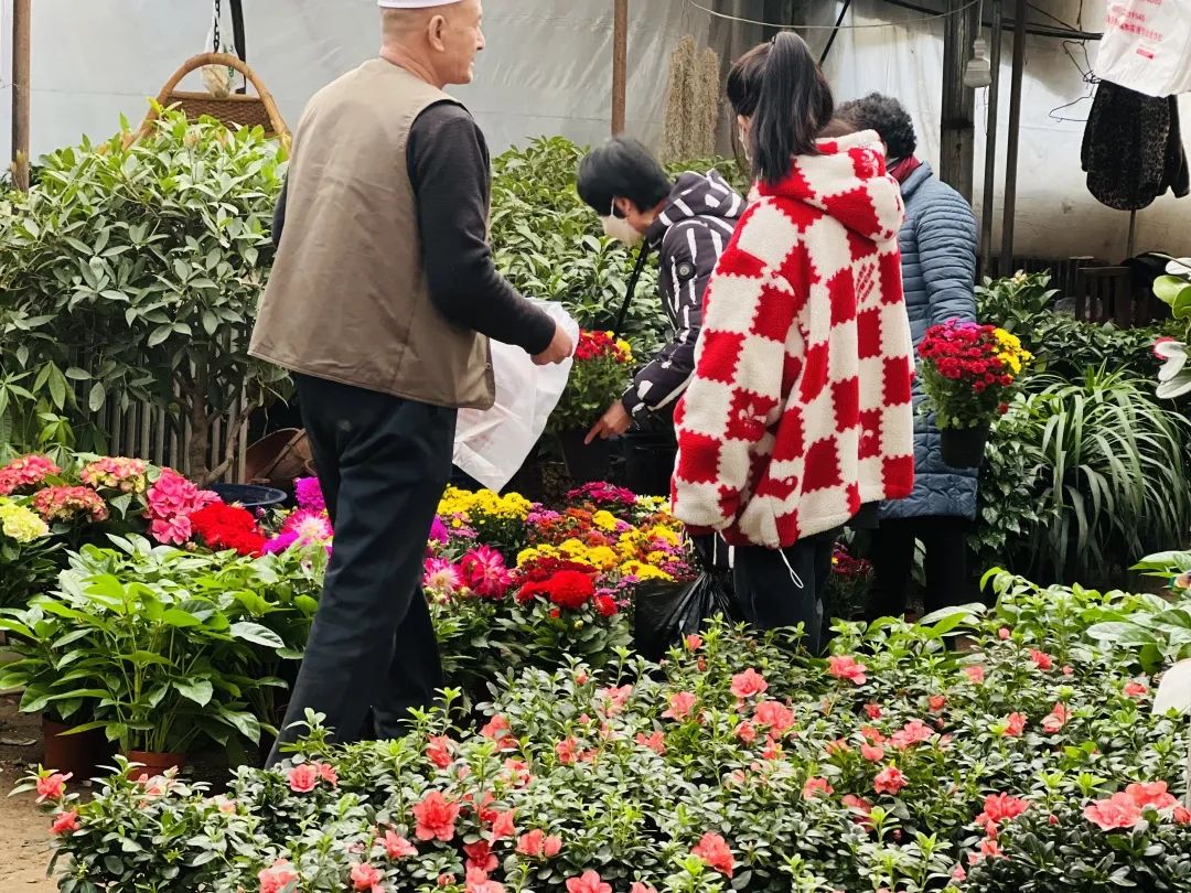 临夏花卉市场红红火火，这抹春色，你值得拥有