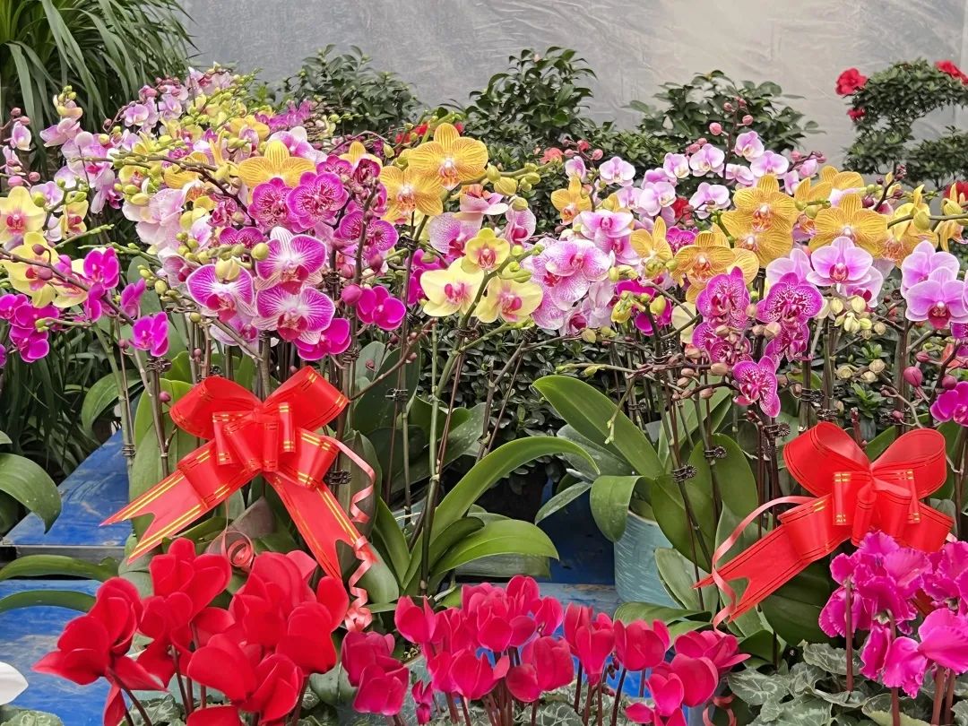 临夏花卉市场红红火火，这抹春色，你值得拥有