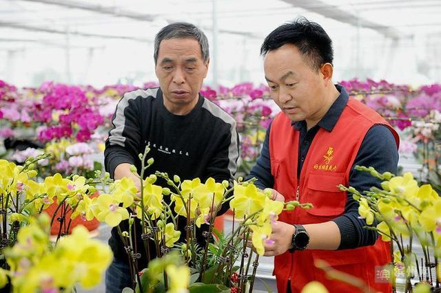 山东邹平市好生街道：培厚花木资源优势 党建赋能做强“花经济”