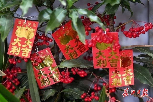 过年买花忙，武汉市民喜欢寓意好的“浓颜系”年宵花