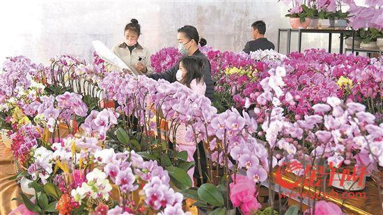 探营岭南花卉市场：蝴蝶兰年桔价格略上涨 销售仍火爆