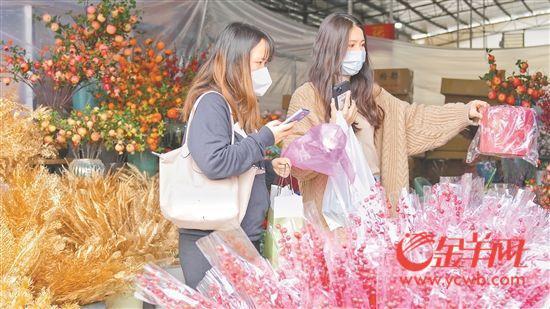 探营岭南花卉市场：蝴蝶兰年桔价格略上涨 销售仍火爆