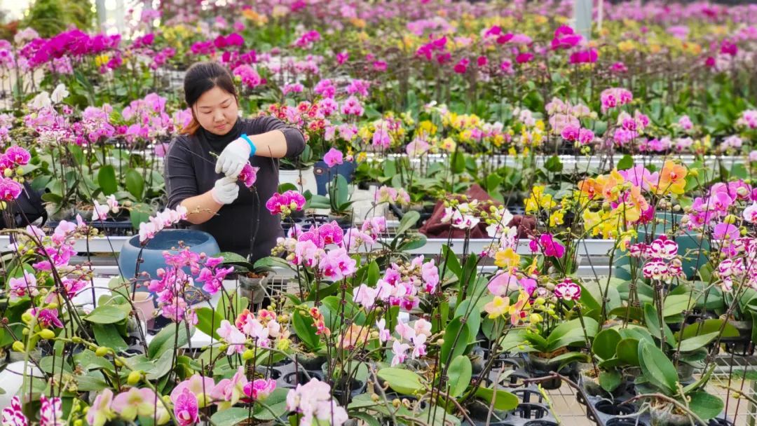 江苏沭阳：花木+电商 富民辟新路