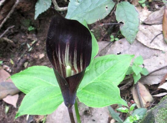 23种世上最黑最黑的花，盘点世上紫到发黑的花朵