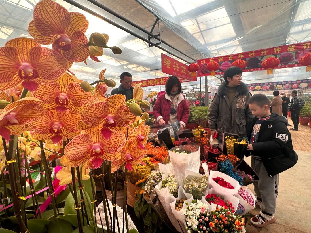 菏泽各式花卉已大量上市！预计节前一周将迎销售高峰
