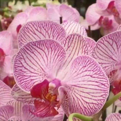 「新春走基层·节前看市场」春节将近 花卉绿植销售旺季将到来