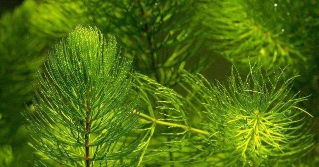 长在水里的一些水生植物，它们的生存条件比陆生要严酷的多！