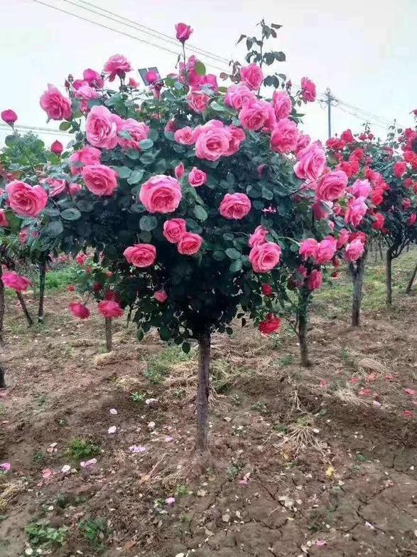 树状月季 花姿优雅大气，花色娇艳可爱，养护轻松
