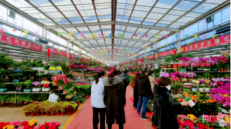 新疆库尔勒：花卉市场人气旺