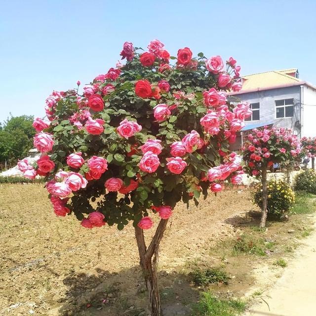 树状月季 花姿优雅大气，花色娇艳可爱，养护轻松