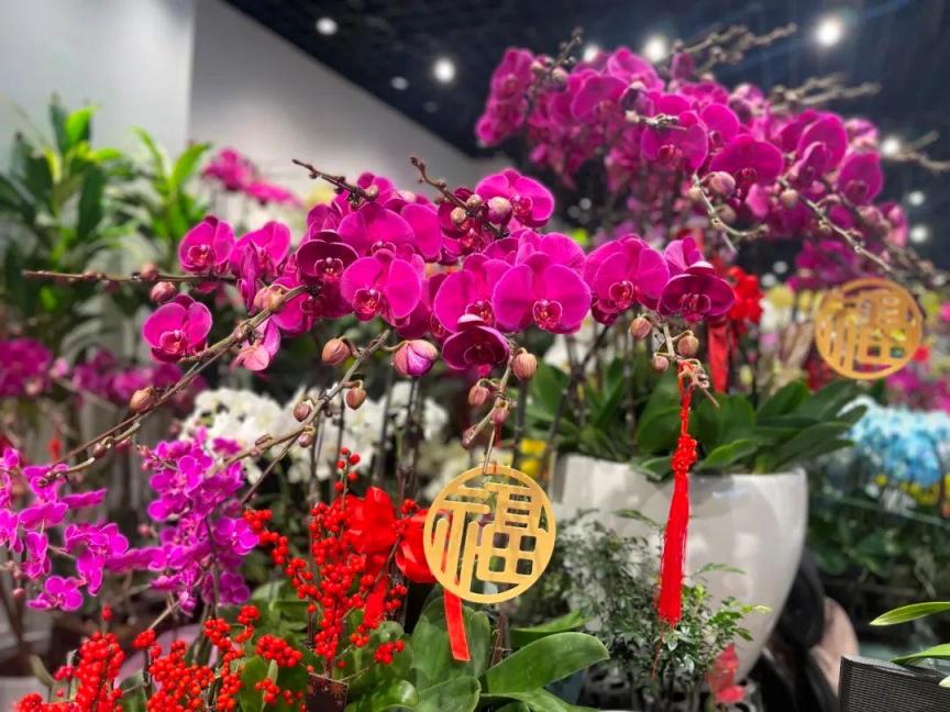 年宵花怎么选？购养全攻略收好！