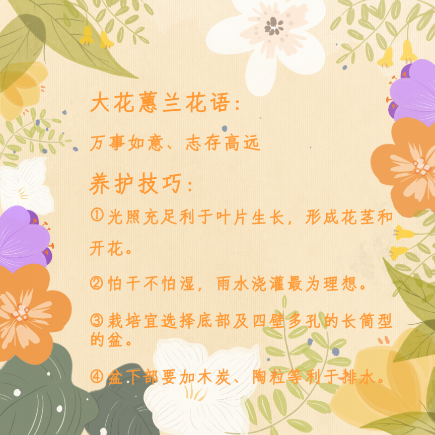 年宵花怎么选？购养全攻略收好！