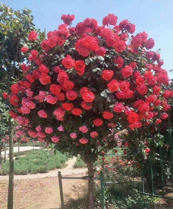 树状月季 花姿优雅大气，花色娇艳可爱，养护轻松