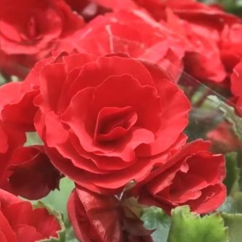 「新春走基层·节前看市场」春节将近 花卉绿植销售旺季将到来