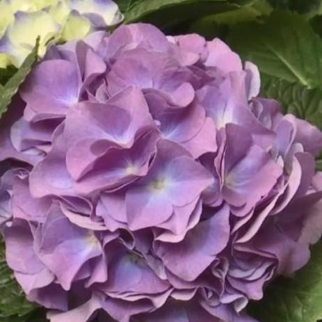 「新春走基层·节前看市场」春节将近 花卉绿植销售旺季将到来