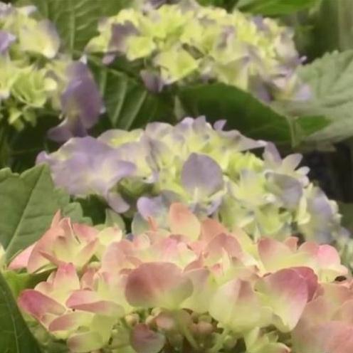 「新春走基层·节前看市场」春节将近 花卉绿植销售旺季将到来