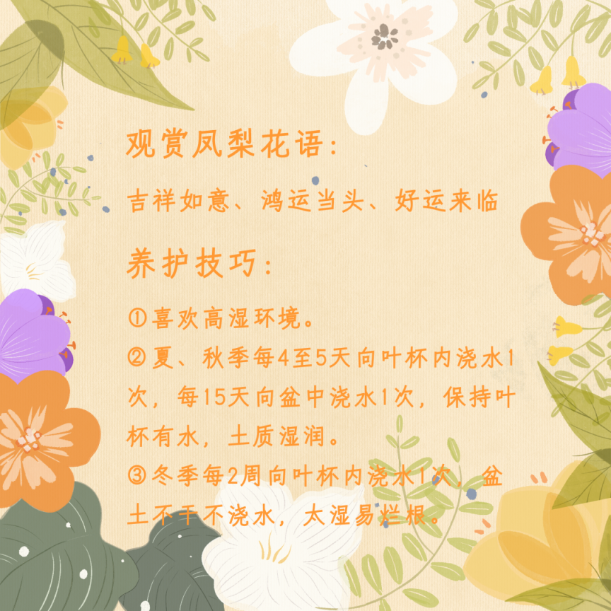 年宵花怎么选？购养全攻略收好！