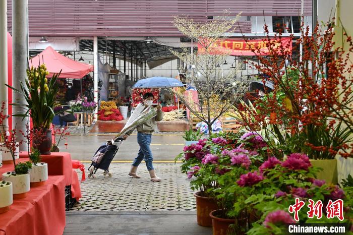 图为岭南花卉市场一摊位展示的年宵花吸引顾客 陈楚红 摄