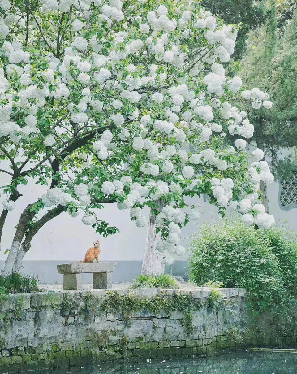 中国 算木花入　f2250224 花期已至酸木瓜花映日红- 关注森林