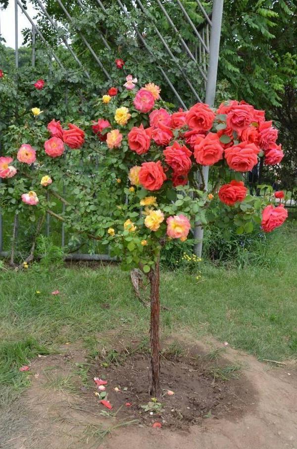 树状月季 花姿优雅大气，花色娇艳可爱，养护轻松