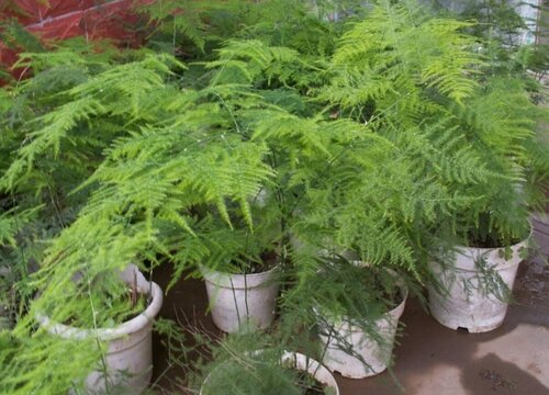 新栽文竹怎么浇水？