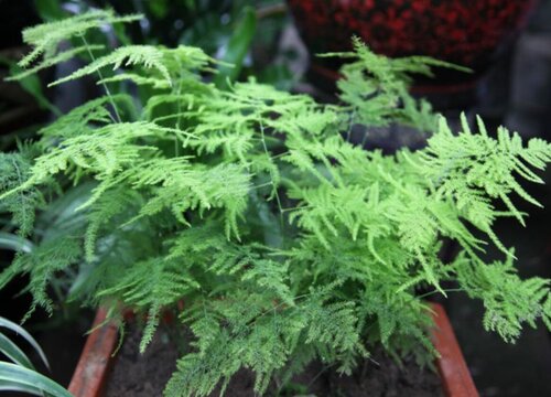 新栽文竹怎么浇水？