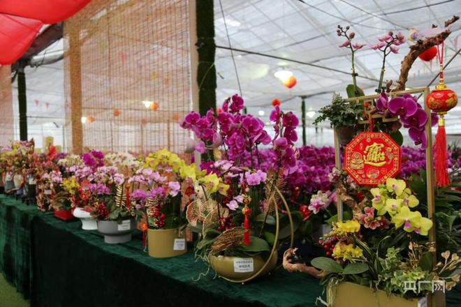 广州推出“花卉藏宝图”助市民便捷购买年花