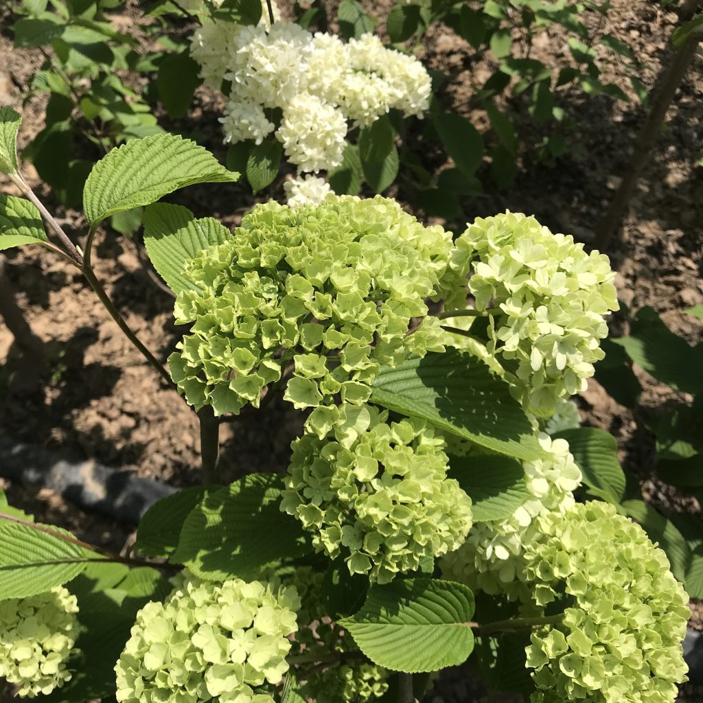 中华木绣球苗圃供应木本绣球斗球琼花盆栽苗现货出