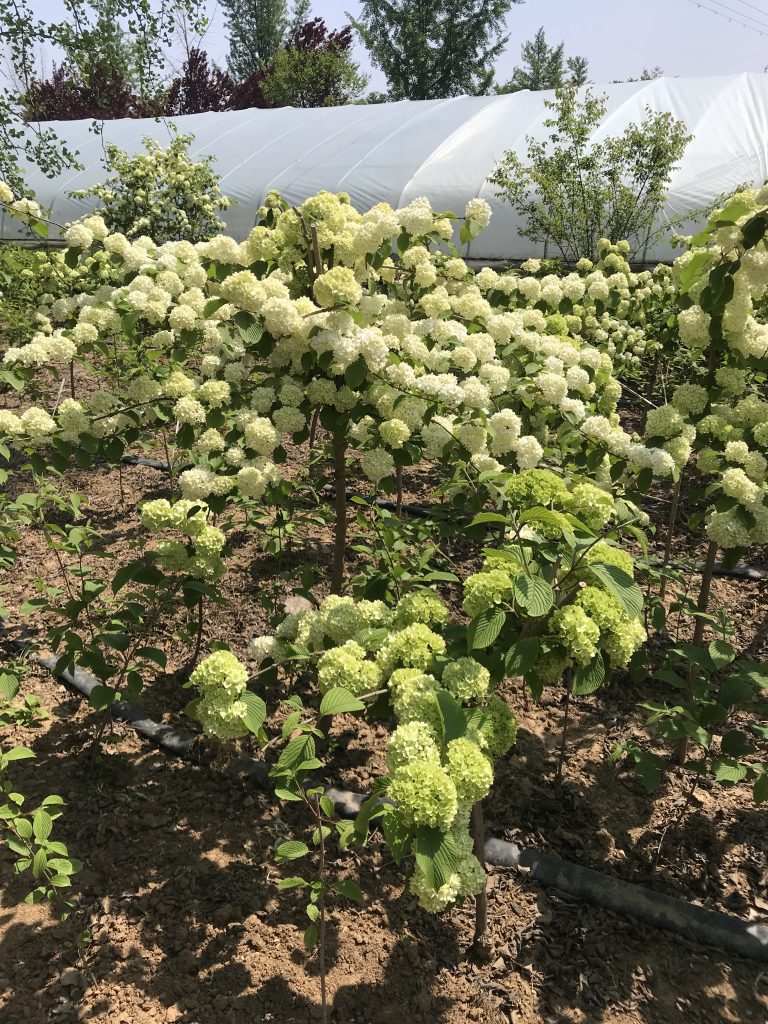 中华木绣球苗圃供应木本绣球斗球琼花盆栽苗现货出