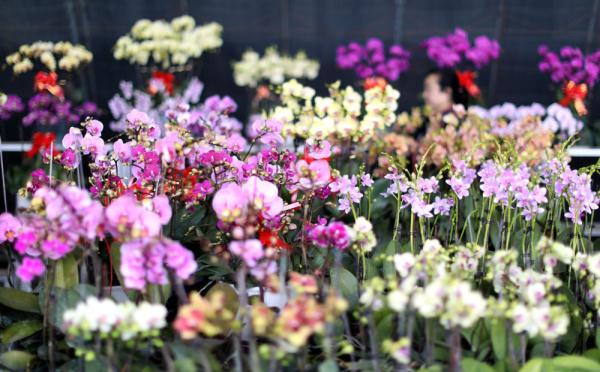 七彩“富农”花  绽放喜迎春