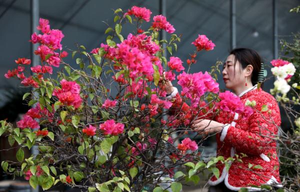 七彩“富农”花  绽放喜迎春