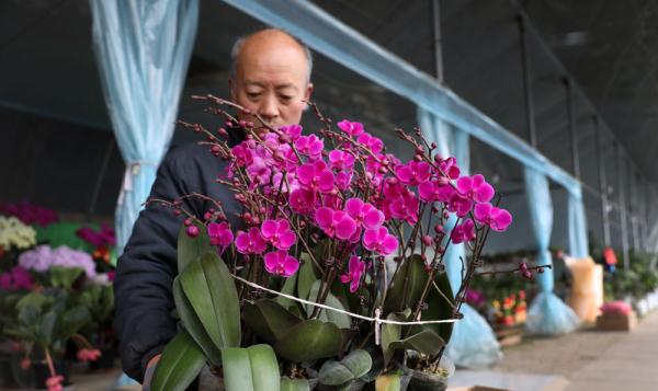 七彩“富农”花  绽放喜迎春