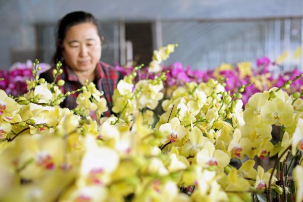 七彩“富农”花  绽放喜迎春