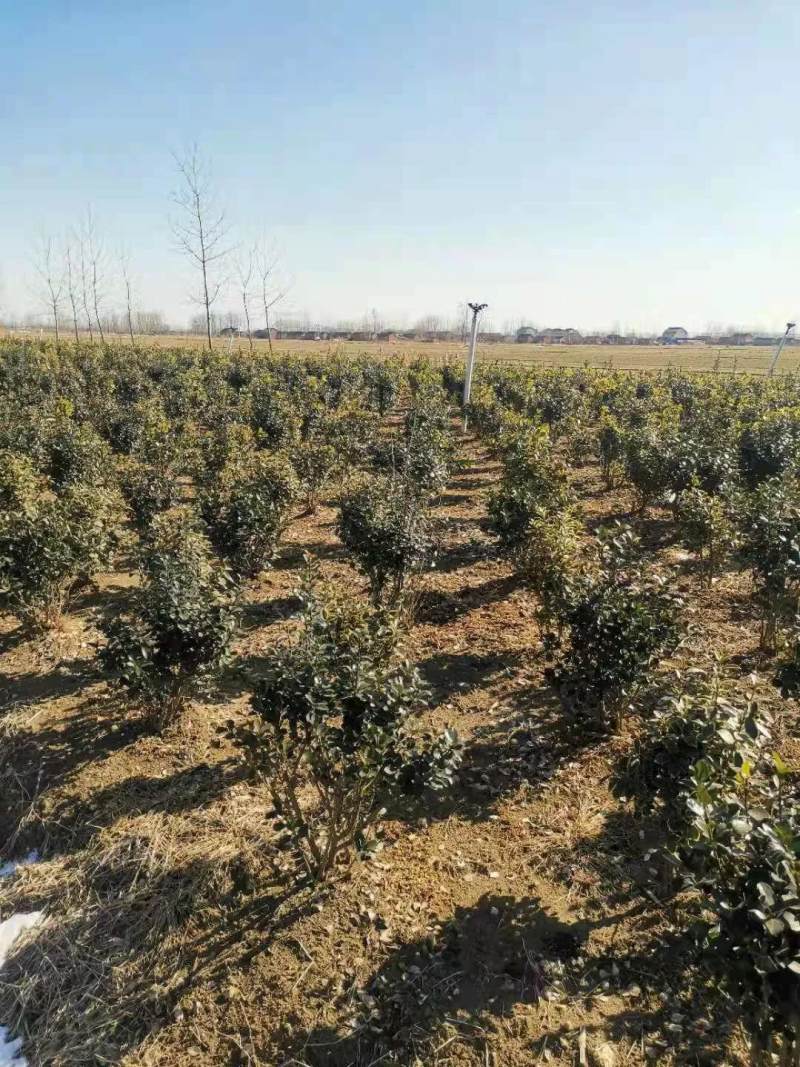 高50公分卫矛球价格 卫矛球种植基地图片